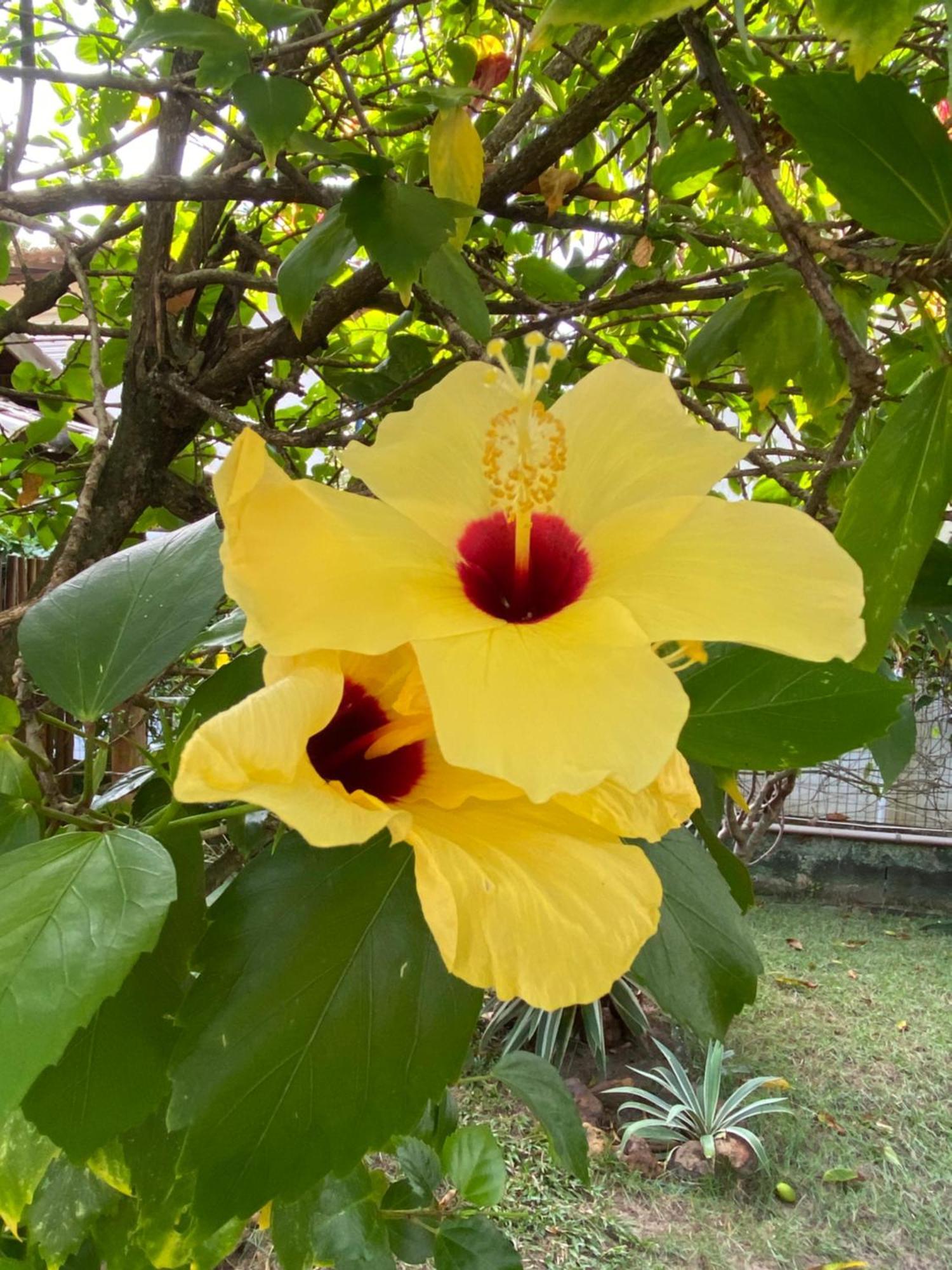 Appartamento Casa Jasmim Imbassai-Ba Mata de Sao Joao Esterno foto